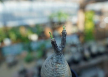 【未発根】パキポディウム　グラキリス　 Pachypodium Gracilius  No.26