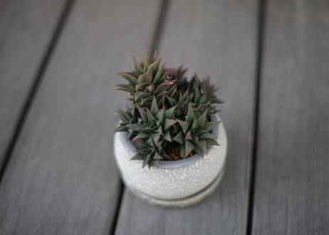 ハオルチア 五重の塔 Haworthia tortuosa