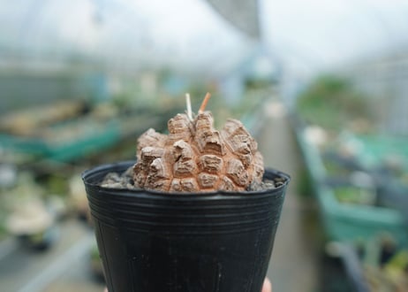 【長谷川園芸産】亀甲竜　Dioscorea elephantipes　No.3