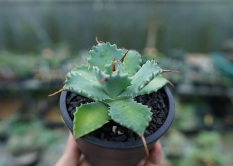 アガベ　イシスメンシス　Agave Isthmensis　No.1