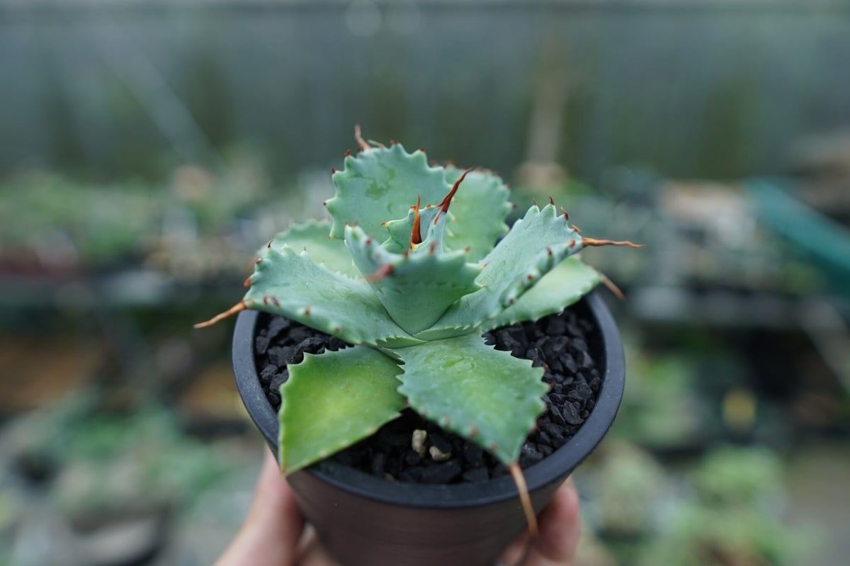 アガベ イシスメンシス Agave Isthmensis No.1 | mana's farm