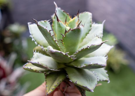 Agave titanota Flligree NO.2