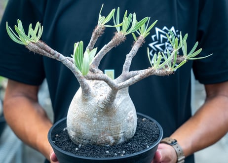 パキポディウム　グラキリス　 Pachypodium Gracilius  No.6