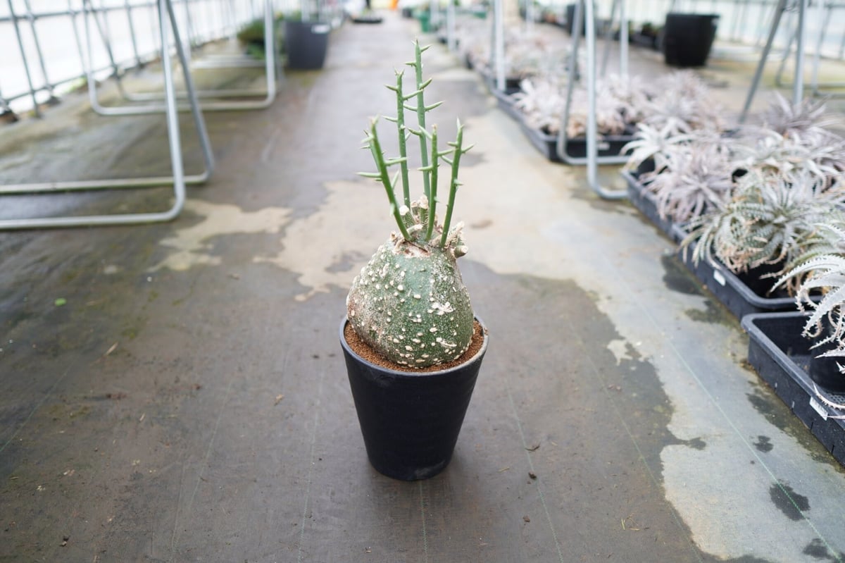 アデニア グロボーサ 《4》 | mana's farm:塊根植物・アガベ・ドライ