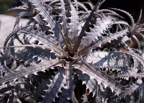 Dyckia goehringii var.lemei (new form) カキコ
