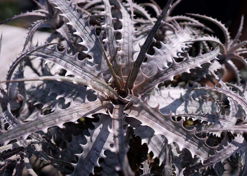 Dyckia goehringii var.lemei (new form) カキコ | ma Dyckia goehringii var.lemei (new form) カキコ | ma