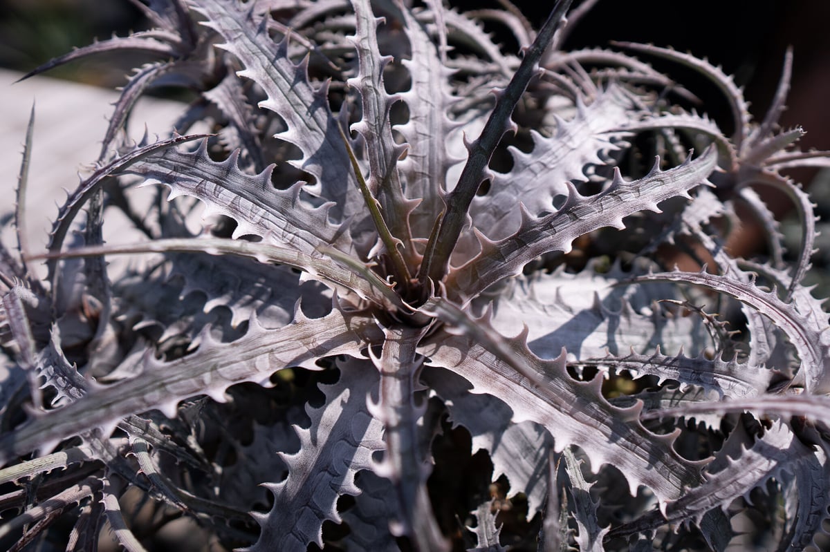 Dyckia goeheingii var. lemei ディッキア fit=scale-down,w=1200
