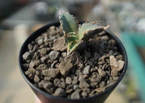 カキコアガベ　チタノタ　FO-76　agave titanota  FO-76　No.5