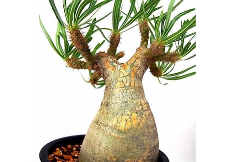 Pachypodium    パキポディウム　グラキリス
