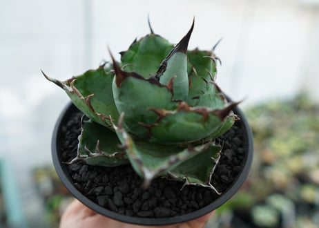 アガベ　チタノタ　 ブラックアンドブルー 　Agave titanota black and blue　NO.6