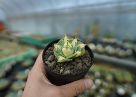 アガベ　王妃雷神錦　黄中斑　Agave　“Ohi Raijin Nishiki Kinakahu”