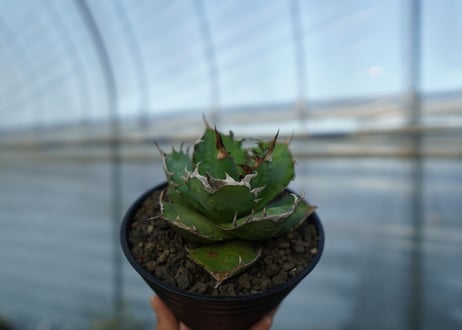 アガベ　チタノタ　 半蔵 　Agave titanota "半蔵"