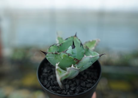 アガベ　チタノタ　 ブラックアンドブルー 　Agave titanota black and blue　No.10