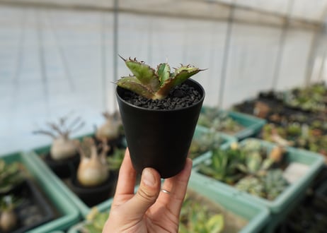 【抜き苗】アガベ　チタノタ　 ブラックアンドブルー 　Agave titanota black and blue