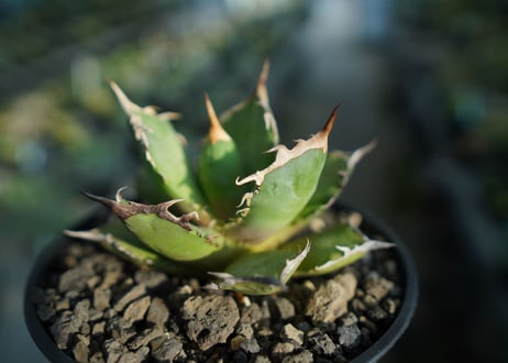 アガベ　チタノタ　FO-76　agave titanota  FO-76  No.9