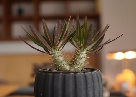 パキポディウム・ロスラーツム　ドラケイ　2頭　Pachypodium rosulatum var. drakei