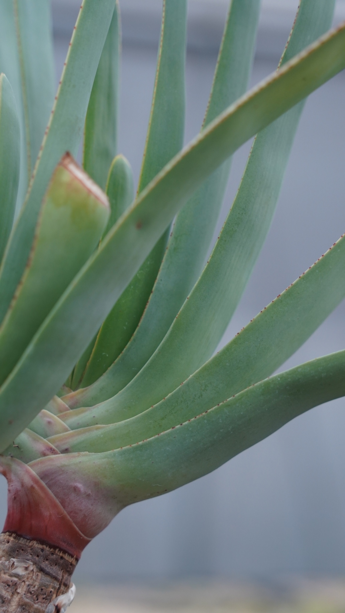 アロエ プリカティリス | mana's farm:塊根植物・アガベ・ドライ