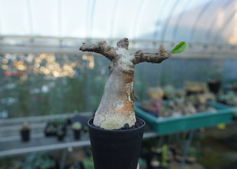 パキポディウム マカイエンセ　Pachypodium makayense　No.3
