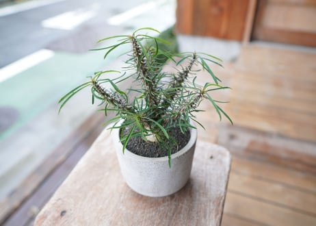 ユーフォルビア　 ロッシー Euphorbia rossii