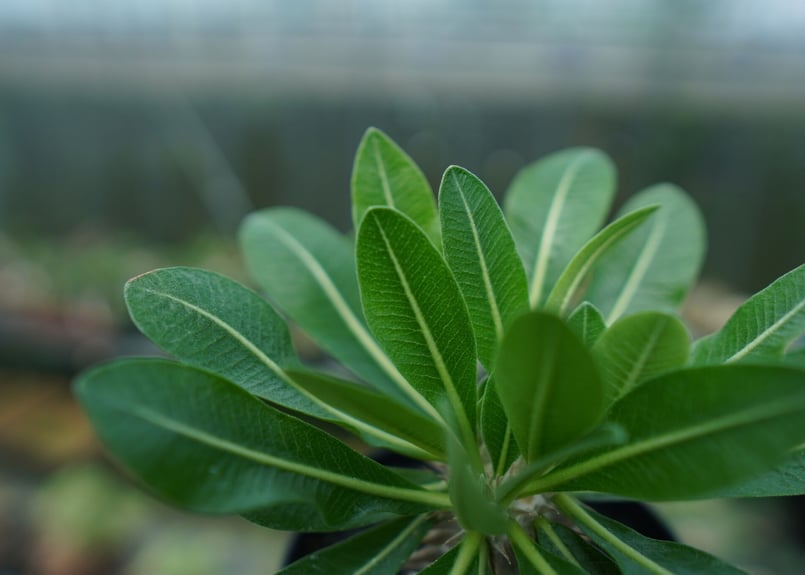 パキポディウム 恵比寿大黒 Pachypodium Densicaule No.9 | man