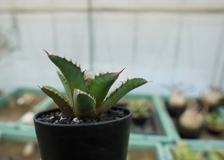 アガベ　チタノタ　FO-76　agave titanota  FO-76