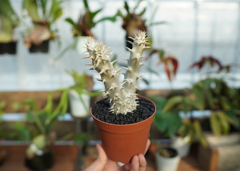 パキポディウム デンシフローラム No.2 | mana's farm:塊根植物