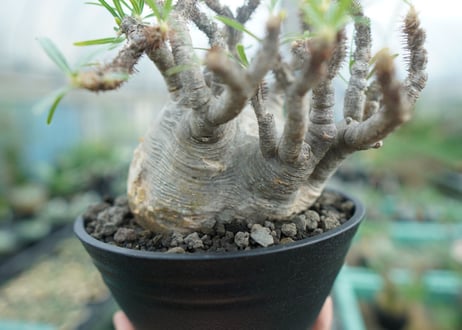 パキポディウム　グラキリス　 Pachypodium Gracilius　No.3