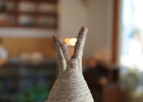 パキポディウム　グラキリス　 Pachypodium Gracilius