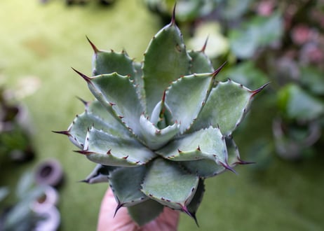 potatorum x macroacantha mini NO.1
