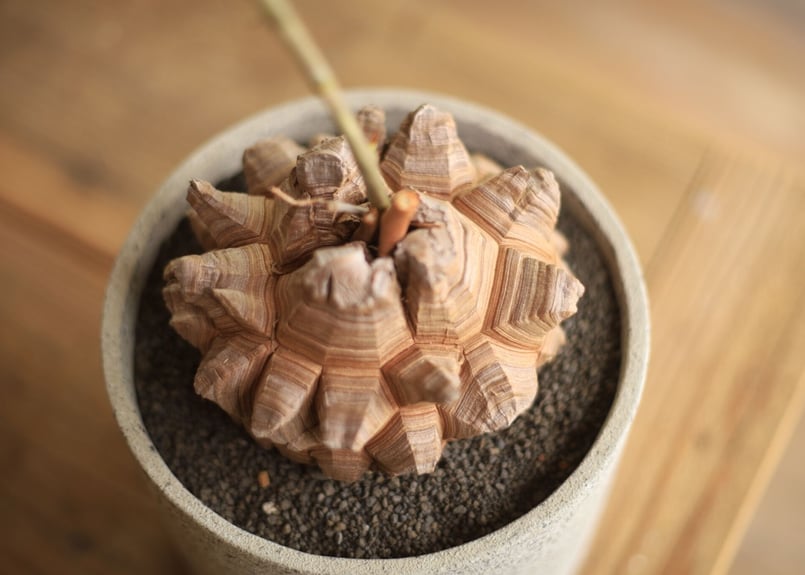 亀甲竜 Dioscorea elephantipes | mana's farm:塊根植物・ア