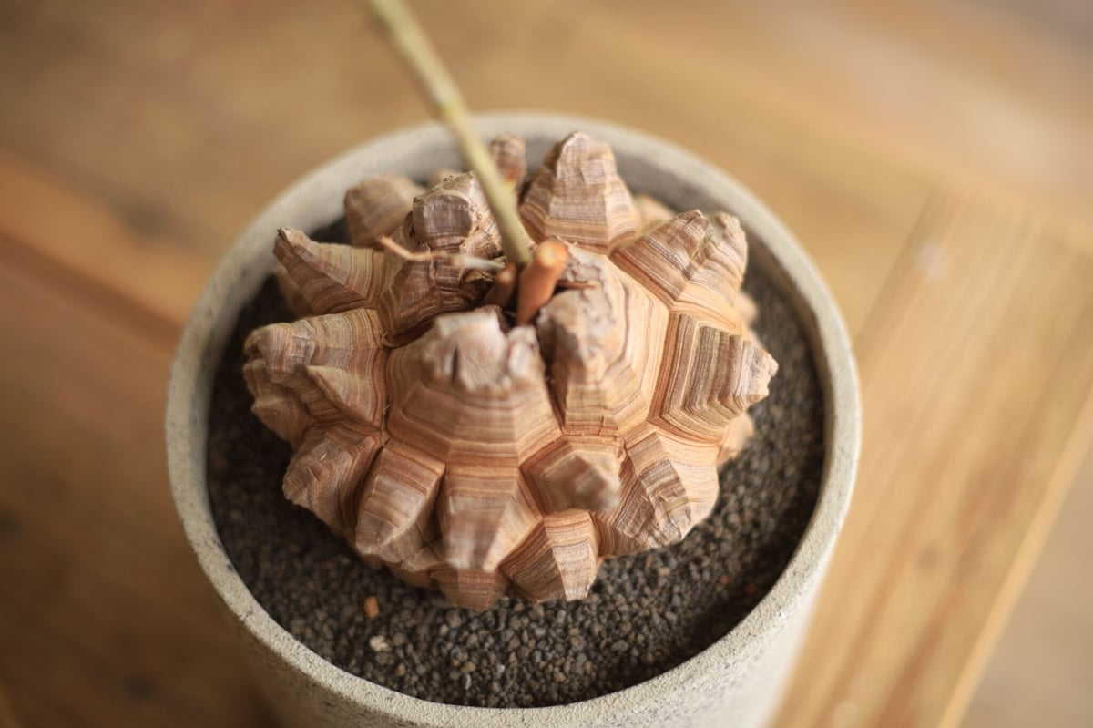 亀甲竜 Dioscorea elephantipes | mana's farm:塊根植物・ア