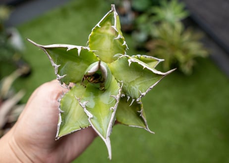 Agave Sowing seeds NO.4   (G)