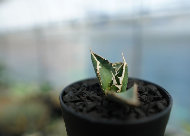 アガベ チタノタ 狼人 agave titanota 