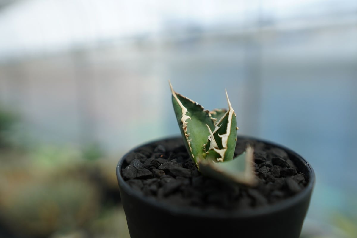 アガベ チタノタ 狼人 agave titanota 