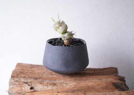 Pachypodium brevicaule