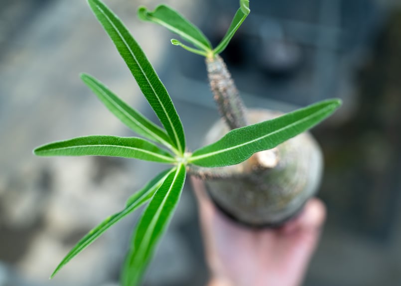 パキポディウム グラキリス No.23 | mana's farm:塊根植物・アガベ