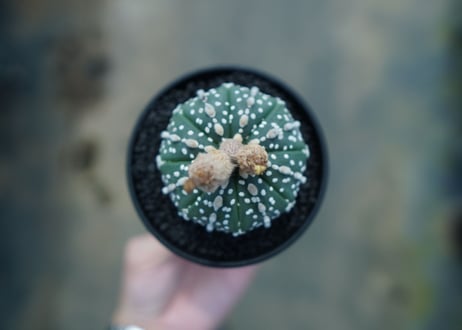 アストロフィツム　スーパー兜 Astrophytum asterias 'Super Kabuto' No.4