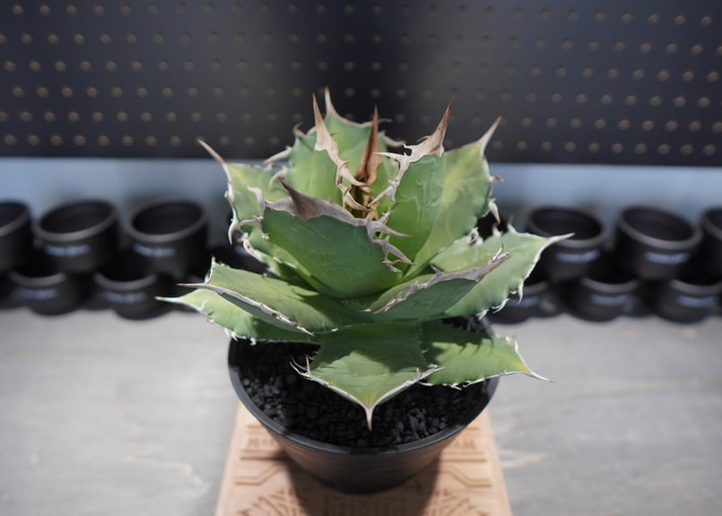 アガベ チタノタ FO-76 No.1 | mana's farm:塊根植物・アガベ・ドライガ