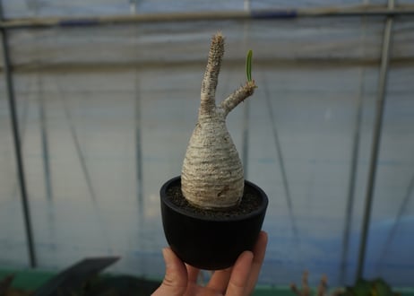 パキポディウム　グラキリス　 Pachypodium Gracilius  No.6