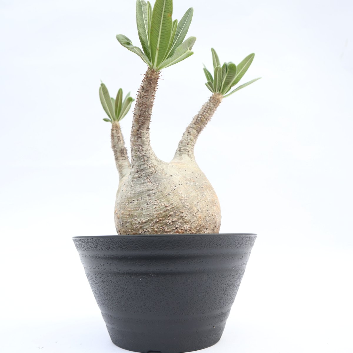 パキポディウム グラキリス no.14 | mana's farm:塊根植物・アガベ