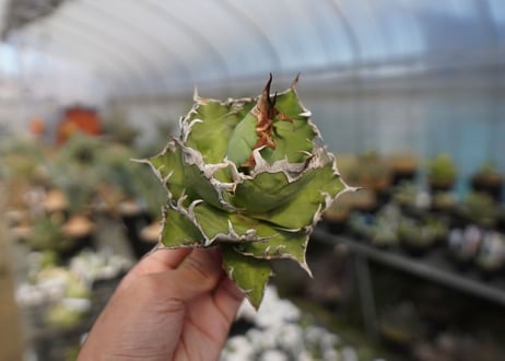 agave titanota　シーザー　caesar