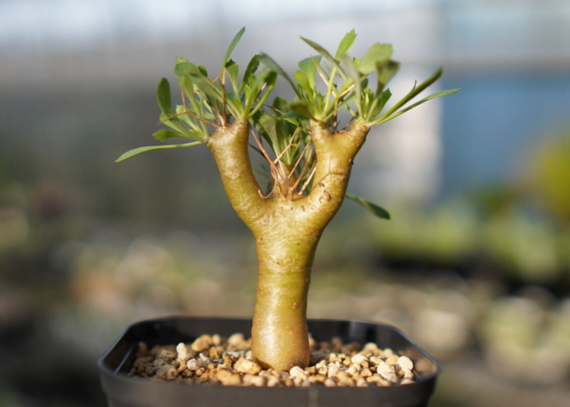 スタッフ一押し】オトンナ ユーフォルビオイデス 【2】 | mana's farm