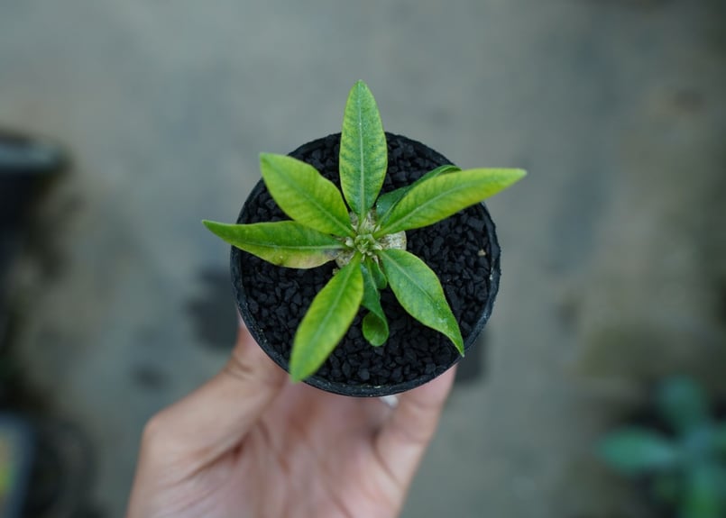 パキポディウム 恵比寿笑い Pachypodium brevicaule No.6 | man