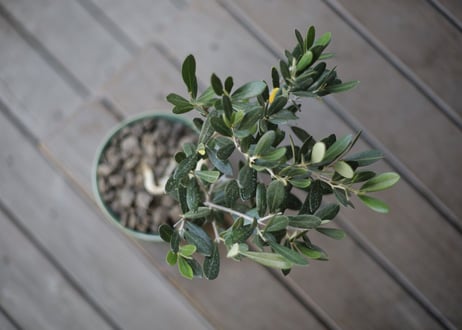 オリーブ　olive