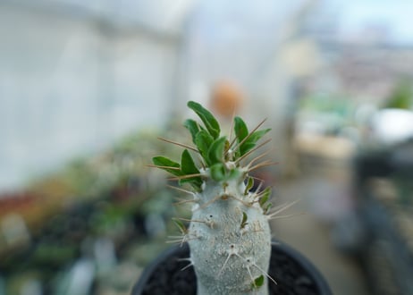 パキポディウム　サンデルシー　Pachypodeium saundersii  No.8