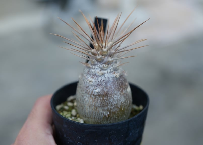 【厳選株】パキポディウム　レアリー　実生　1 厳選株】パキポディウム レアリー 実生 1