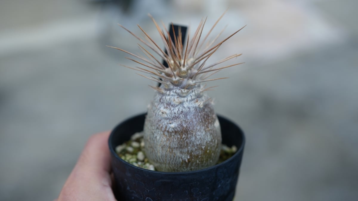 パキポディウム レアリー | mana's farm:塊根植物・アガベ・ドライ