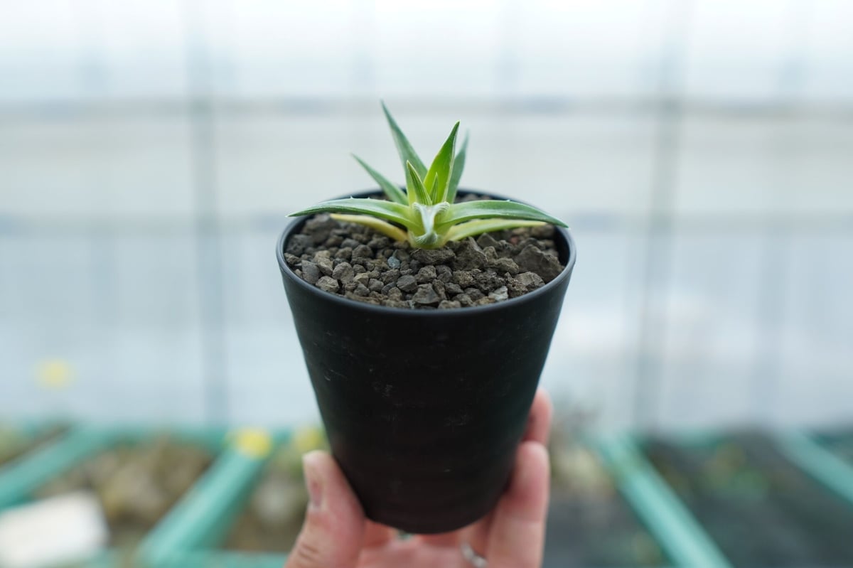 ディッキア ムーングロー Dyckia brevifolia Moon Glow No.1