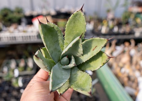 Agave Potatorum×Macroacantha NO.3