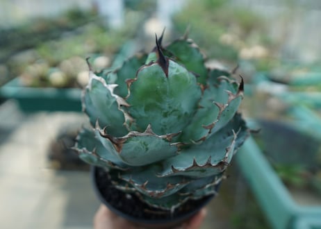 アガベ　チタノタ　 ブラックアンドブルー 　Agave titanota black and blue　No.10